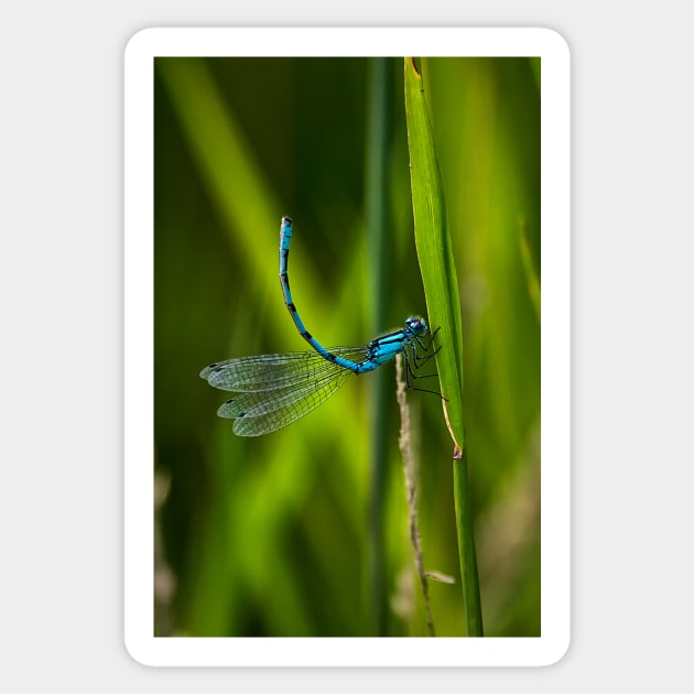 Common Blue Damselfly Sticker by Violaman